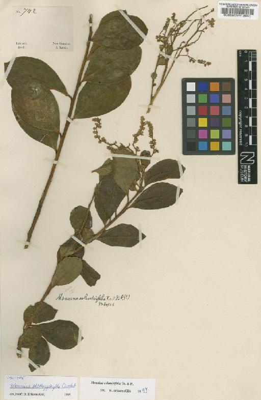 Monnina solandrifolia Triana & Planch. - BM000566567