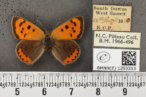 Lycaena phlaeas eleus (Fabricius, 1798) - BMNHE_1293313_130601