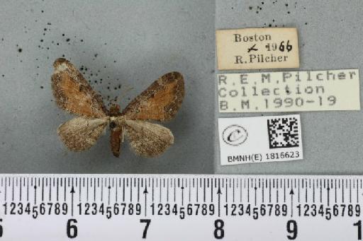 Eupithecia icterata (Stephens, 1831) - BMNHE_1816623_393363