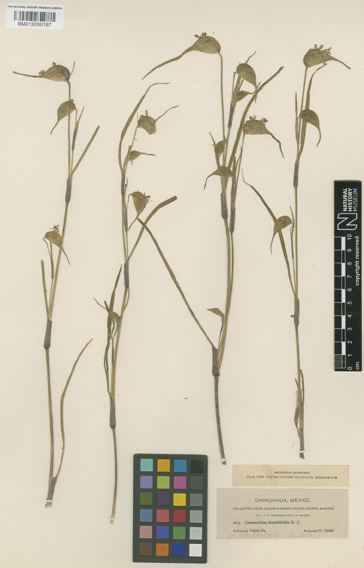 To NHMUK collection (Commelina diffusa Burm.f.; ISOTYPE; NHMUK:ecatalogue:8791147)