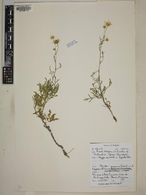 Argyranthemum escarrei (Svent.) Humphries - 000614993