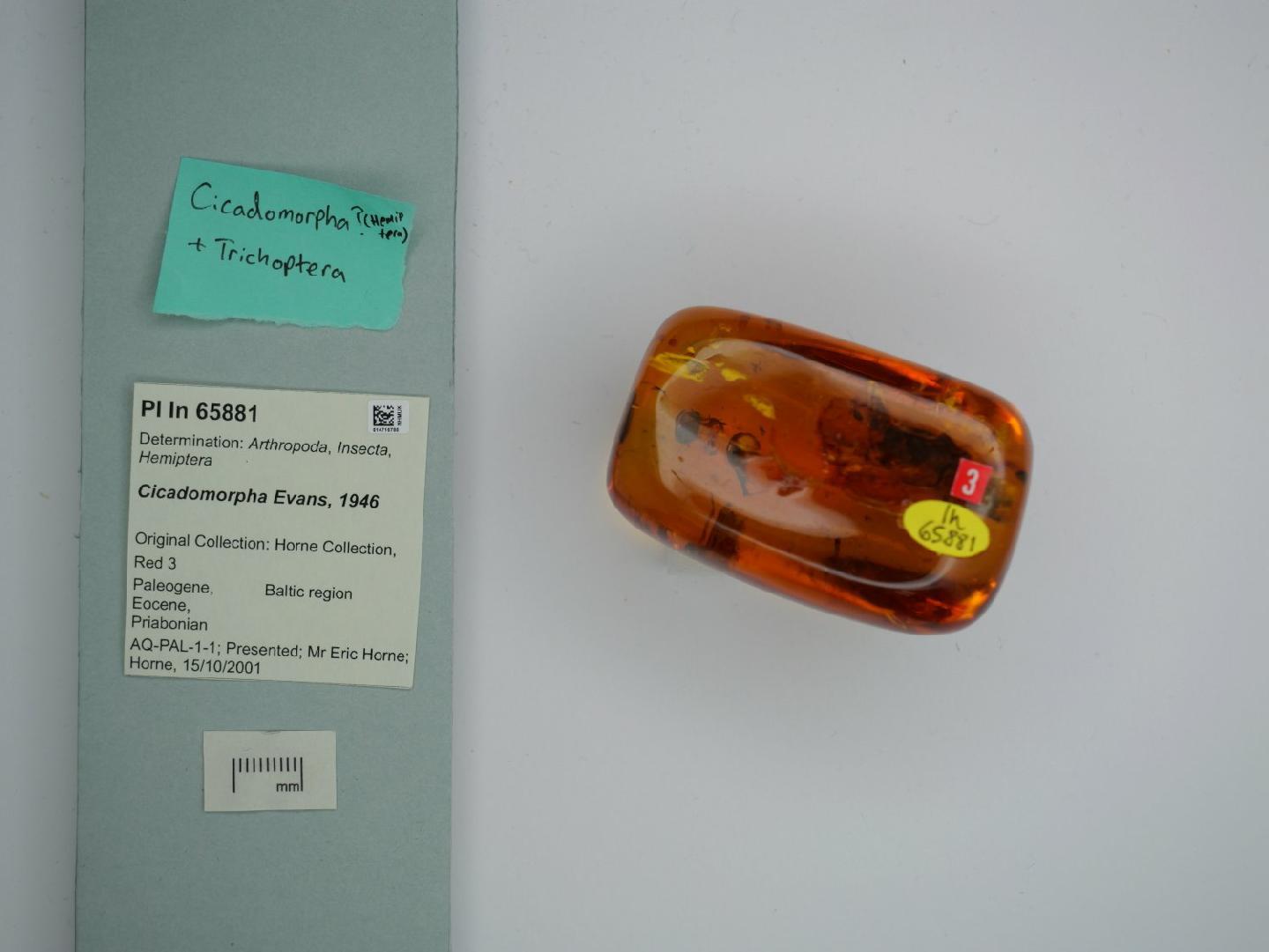 Cicadomorpha
