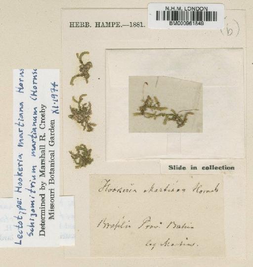 Callicostella martiana (Hornsch.) A.Jaeger - BM000961849
