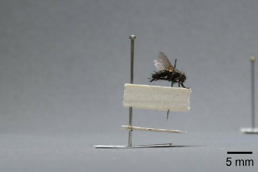 Sarcophaga (Myorhina) nigriventris Meigen, 1826 - 015091870_lateral