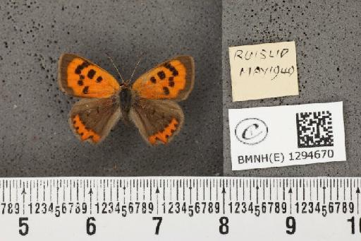 Lycaena phlaeas eleus (Fabricius, 1798) - BMNHE_1294670_132093