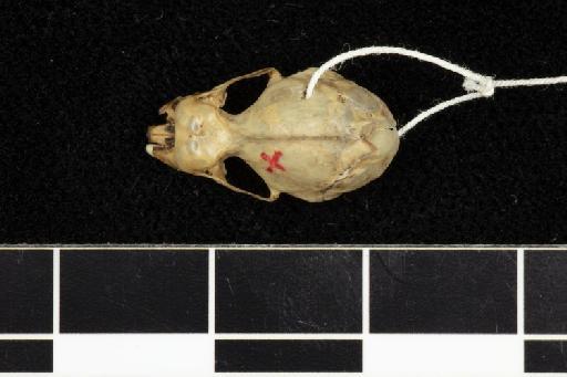 Phyllorhina brachyota Dobson, 1874 - 1909_1_4_70-Phyllorhina_brachyota-Type-Skull-dorsal