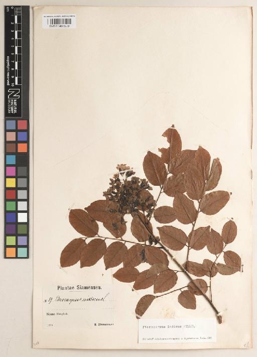 Pterocarpus indicus Willd. - BM013406599