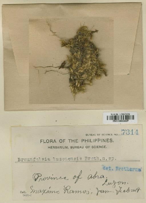 Braunfelsia luzonensis Broth. - BM000965837