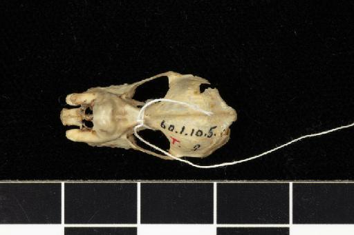 Rhinolophus euryotis timidus K. Andersen, 1905 - 1860_1_10_5-Rhinolophus_euryotis_timidus-Holotype-Skull-dorsal