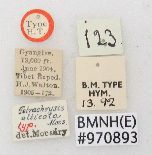 Chrysis alticola Mocsary, A., 1914 - Chrysis_alticola-BMNH(E)#970893_type-labels