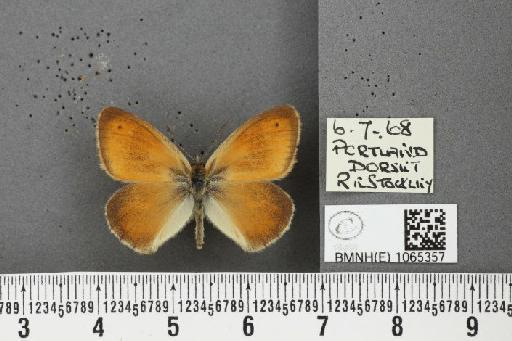 Coenonympha pamphilus ab. latiora Leeds, 1950 - BMNHE_1065357_26579