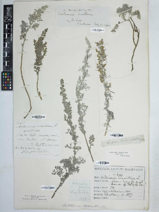Artemisia maritima L. - BM001161767
