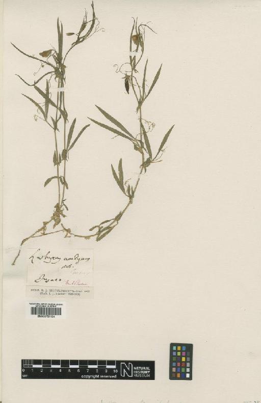 Lathyrus cicera L. - BM000751104