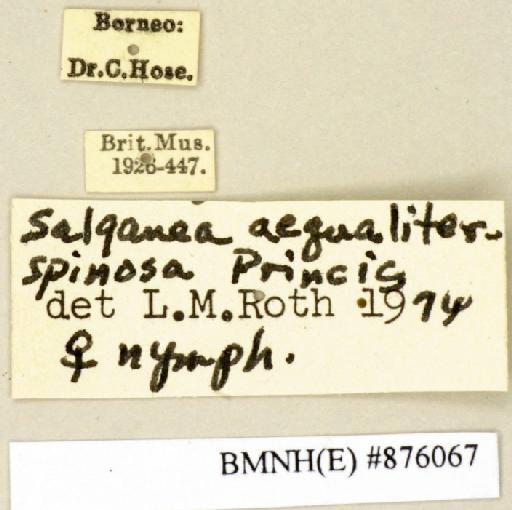 Salganea aequaliterspinosa Princis, 1951 - Salganea aequaliterspinosa Princis, 1951, female, non type, labels. Photographer: Edward Baker. BMNH(E)#876067