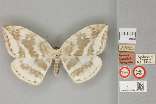 Cyclidia nigralbata Warren, 1914 - 014172906_Cyclidia_nigralbata_Allotype_dorsal_habitus