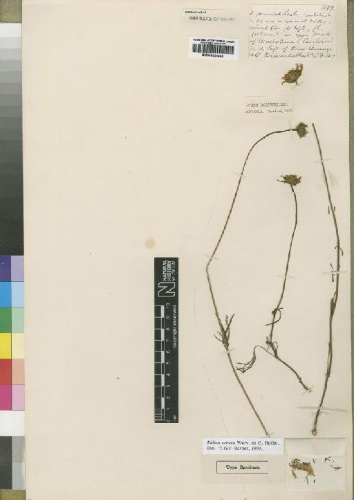 Bidens crocea - BM000924469