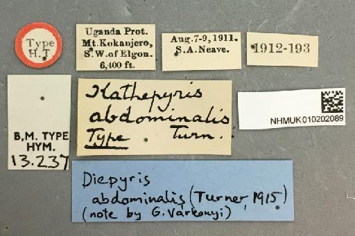 Kathepyris abdominalis Turner, R.E., 1915 - 010202089_Kathepyris_abdominalis_labels_1