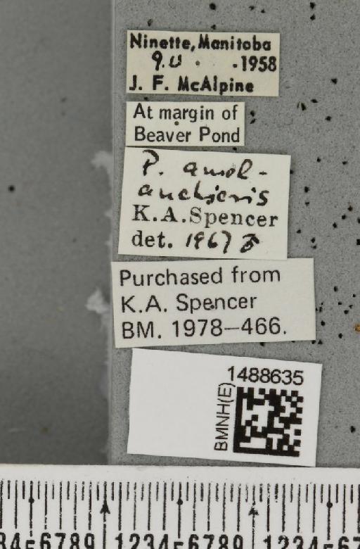 Phytobia amelanchieris (Greene, 1917) - BMNHE_1488635_label_52482