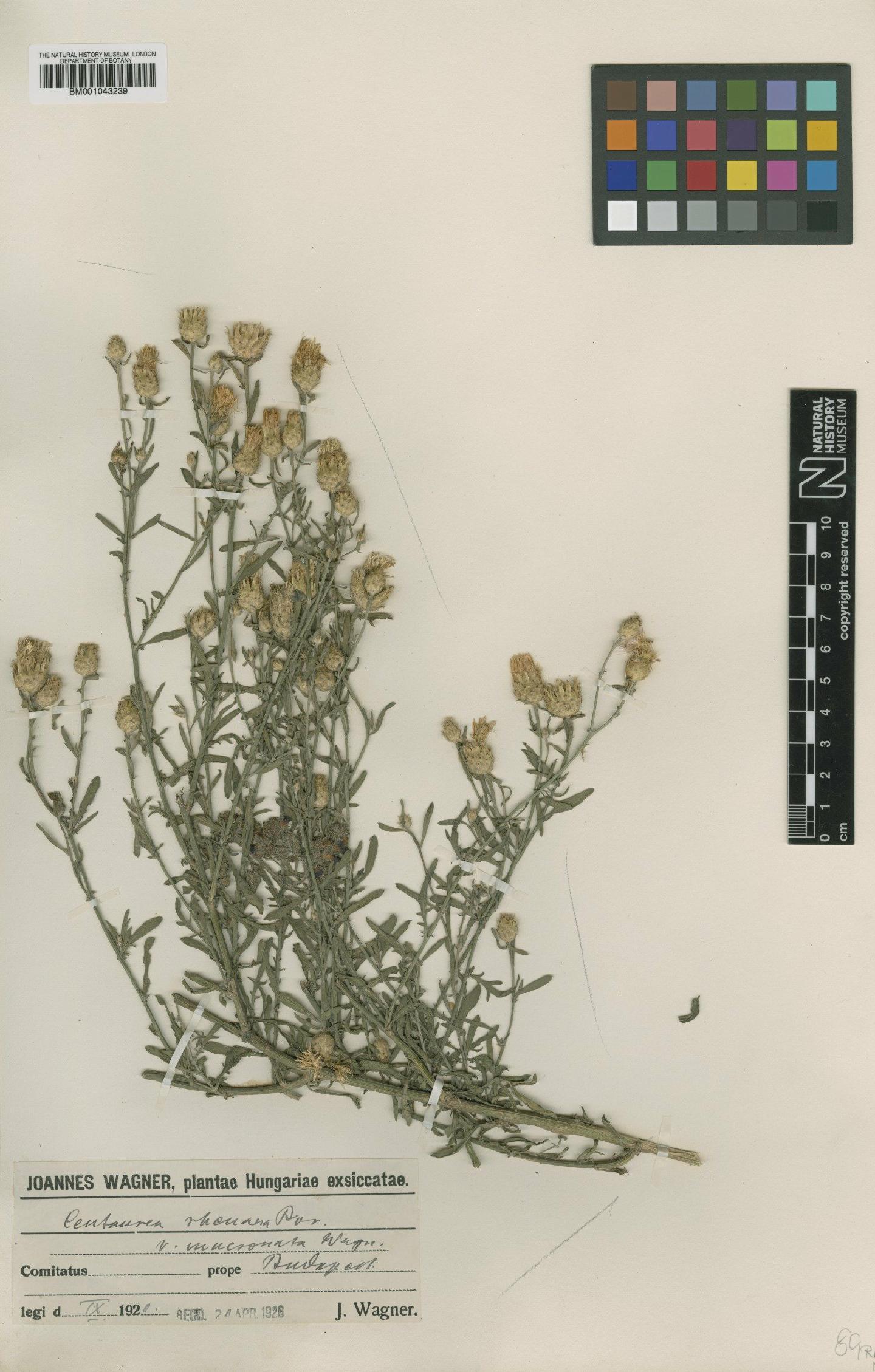 To NHMUK collection (Centaurea rhenana subsp. rhenana Boreau; Type; NHMUK:ecatalogue:1988729)
