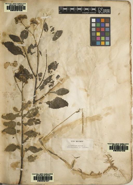 Eupatorium zeylanicum L. - BM000621331