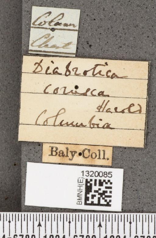 Acalymma coruscum (Harold, 1875) - BMNHE_1320085_label_21075