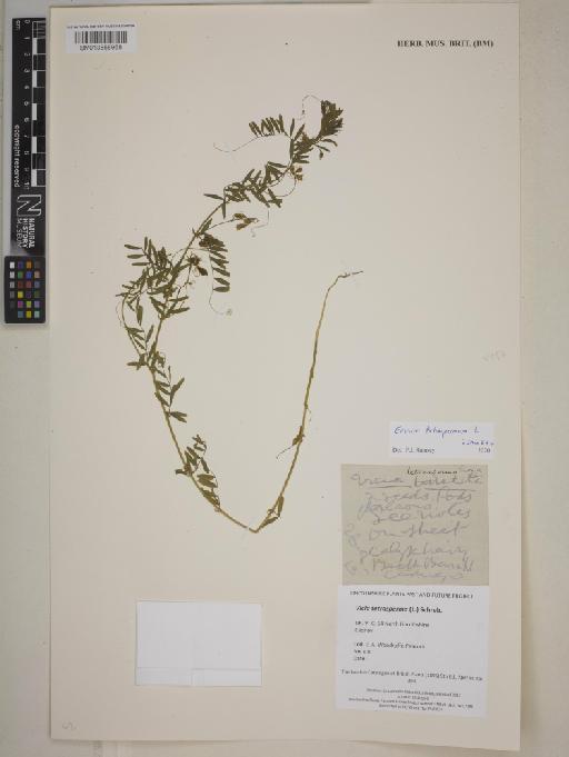 Vicia tetrasperma (L.) Schreb. - BM013858968
