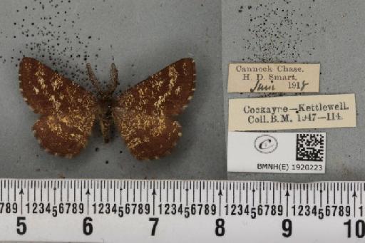 Ematurga atomaria (Linnaeus, 1758) - BMNHE_1920223_486095