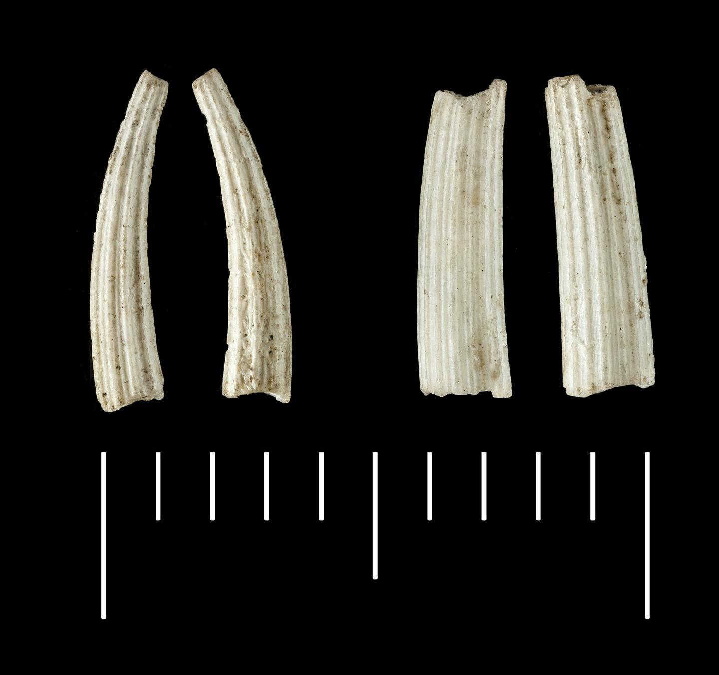 To NHMUK collection (Dentalium antillarum d'Orbigny, 1847; SYNTYPE(S); NHMUK:ecatalogue:6493835)