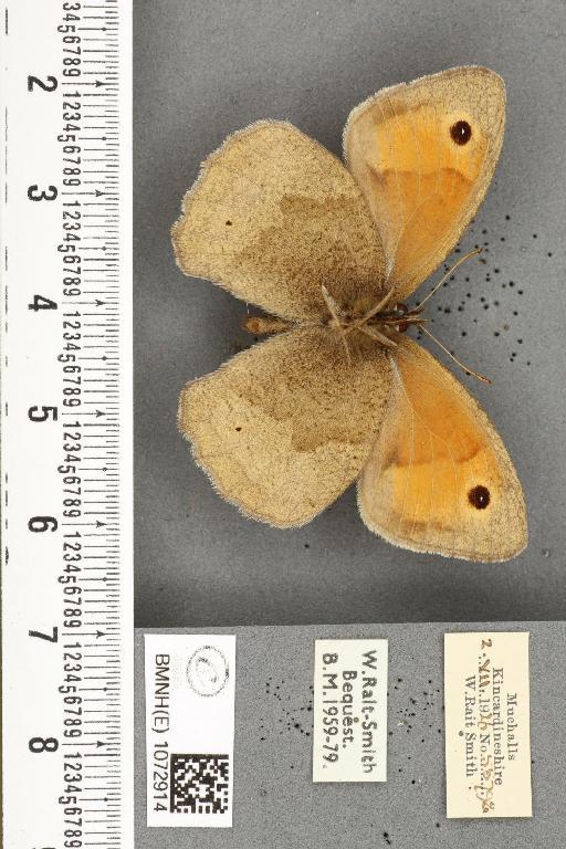 Maniola jurtina insularis ab. biocellata Lempke, 1935 - BMNHE_1072914_39654
