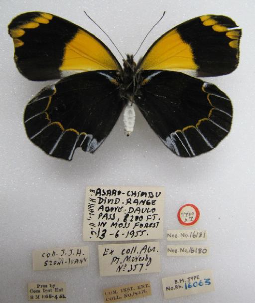 Delias anamesa Bennett, 1956 - BMNH(T)16063_Delias anamesa_ Snd