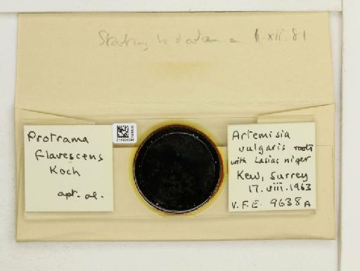 Protrama flavescens Koch, 1856 - 015320096_additional