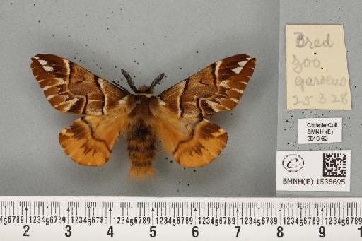 Endromis versicolora (Linnaeus, 1758) - BMNHE_1538695_240376