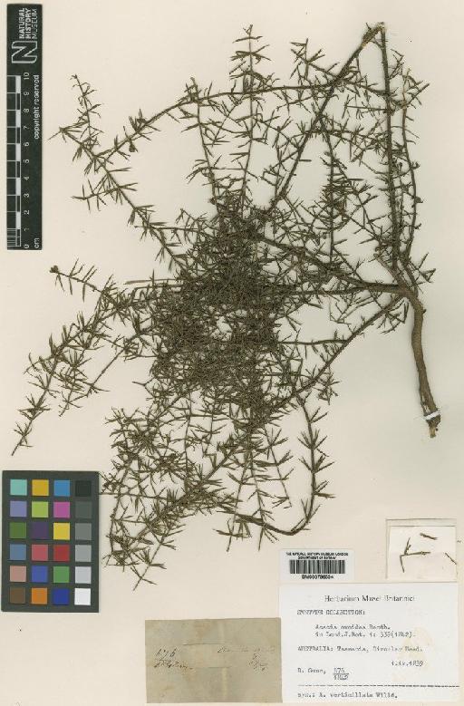 Acacia verticillata subsp. ovoidea (Benth.) Court - BM000796594