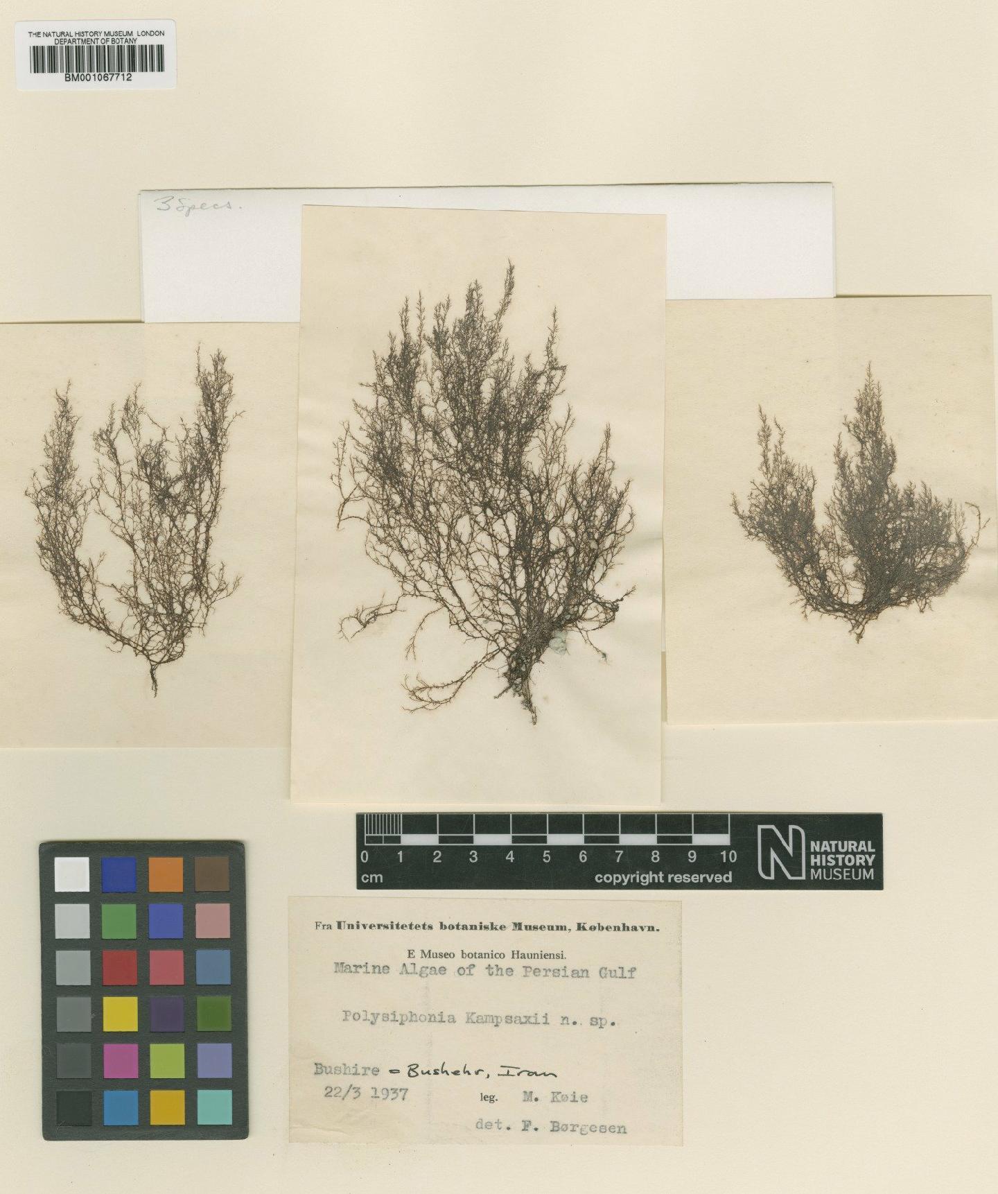 To NHMUK collection (Polysiphonia kampsaxii Børgesen; Syntype; NHMUK:ecatalogue:2311866)