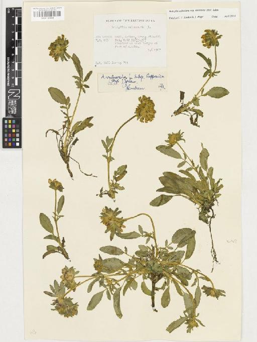 Anthyllis vulneraria subsp. lapponica (Hyl.) Jalas - BM001128689