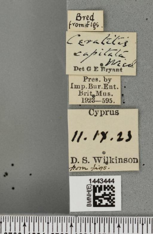 Ceratitis (Ceratitis) capitata (Wiedemann, 1824) - BMNHE_1443444_label_26839
