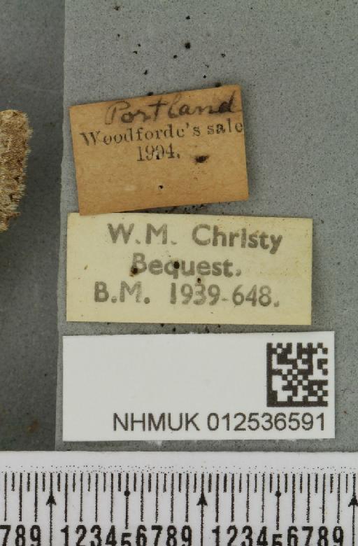 Polymixis lichenea ab. viridicincta Freyer, 1833 - NHMUK_012536591_label_645786