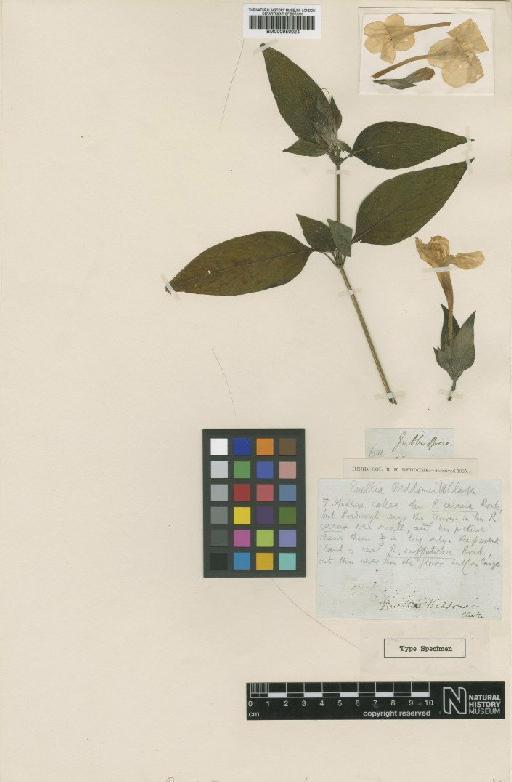 Ruellia beddomei C.B.Clarke - BM000950024