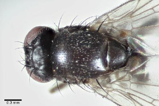 Agromyza plaumanni Spencer, 1963 - Agromyza plaumanni BMNHE 1238973 holotype thorax dorsal