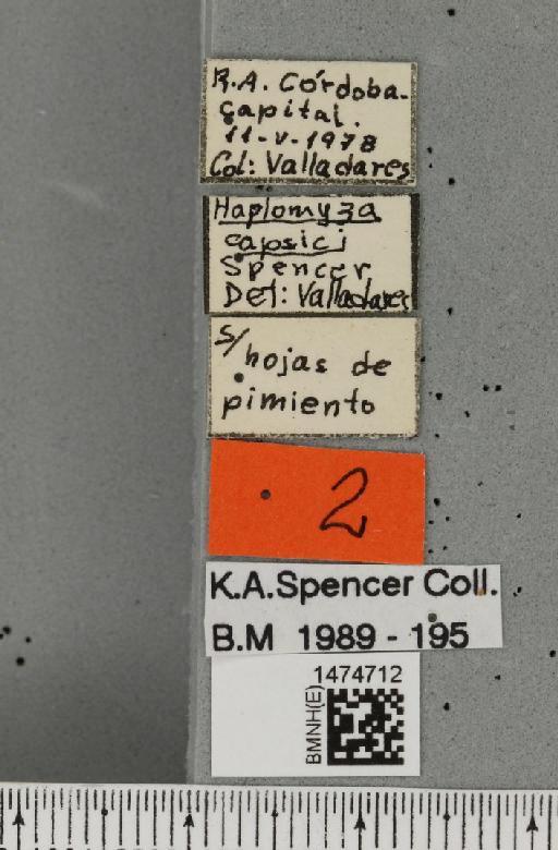 Haplopeodes capsici Spencer, 1973 - BMNHE_1474712_label_60668