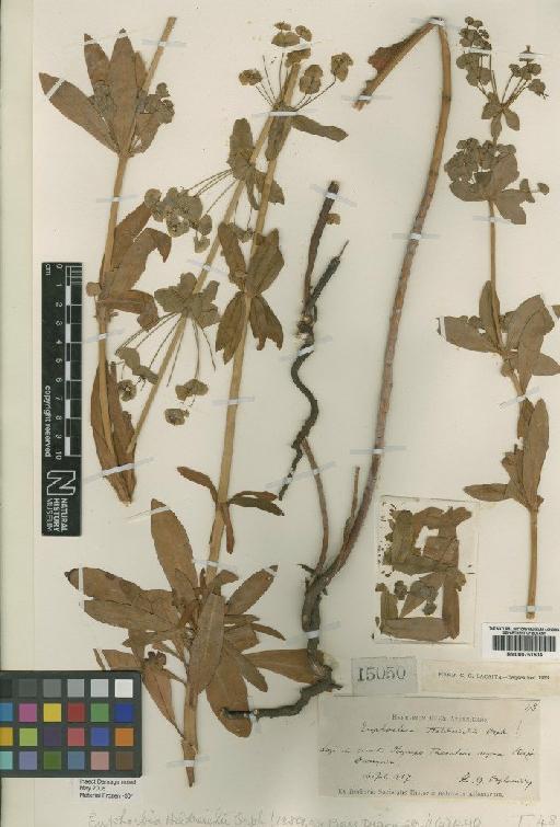 Euphorbia heldreichii Orph ex Boiss. - BM000751504