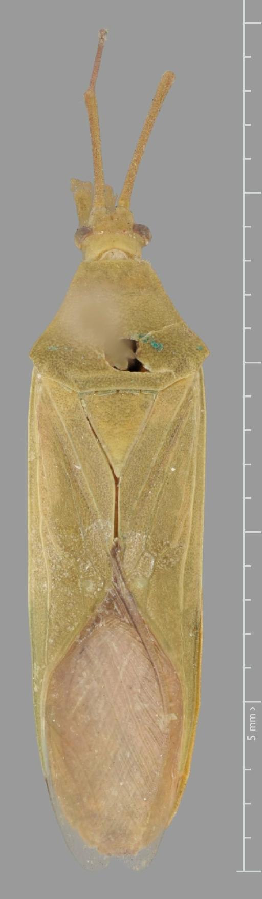 Homoeocerus turbidus Walker, 1871 - Homoeocerus turbidus-BMNH(E)884123-Holotype female dorsal