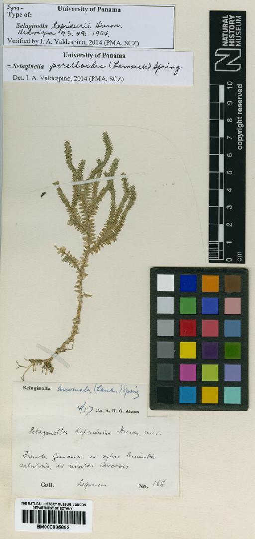 Selaginella porelloides (Lam.) Spring - BM000905692