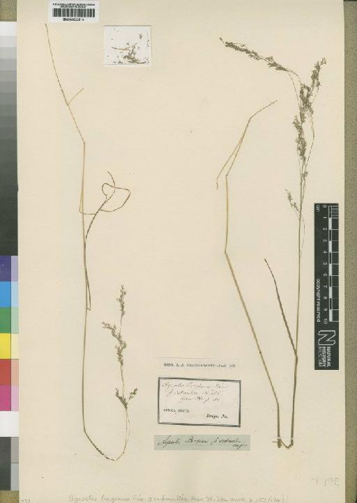 Agrostis bergiana Trin. - BM000922814