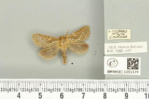 Korscheltellus lupulina ab. dacicus Caradja, 1893 - BMNHE_1351174_186284