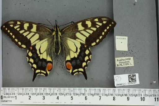 Papilio machaon britannicus ab. rubroanalis Stättermayer, 1924 - BMNHE_1079331_64238