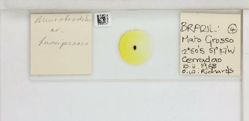 Crescentaleyrodes fumipennis Hempel, 1899 - 013480228_117713_1091775_157792_NonType