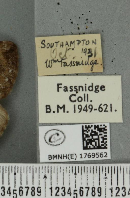 Dysstroma truncata truncata (Hufnagel, 1767) - BMNHE_1769562_label_350326