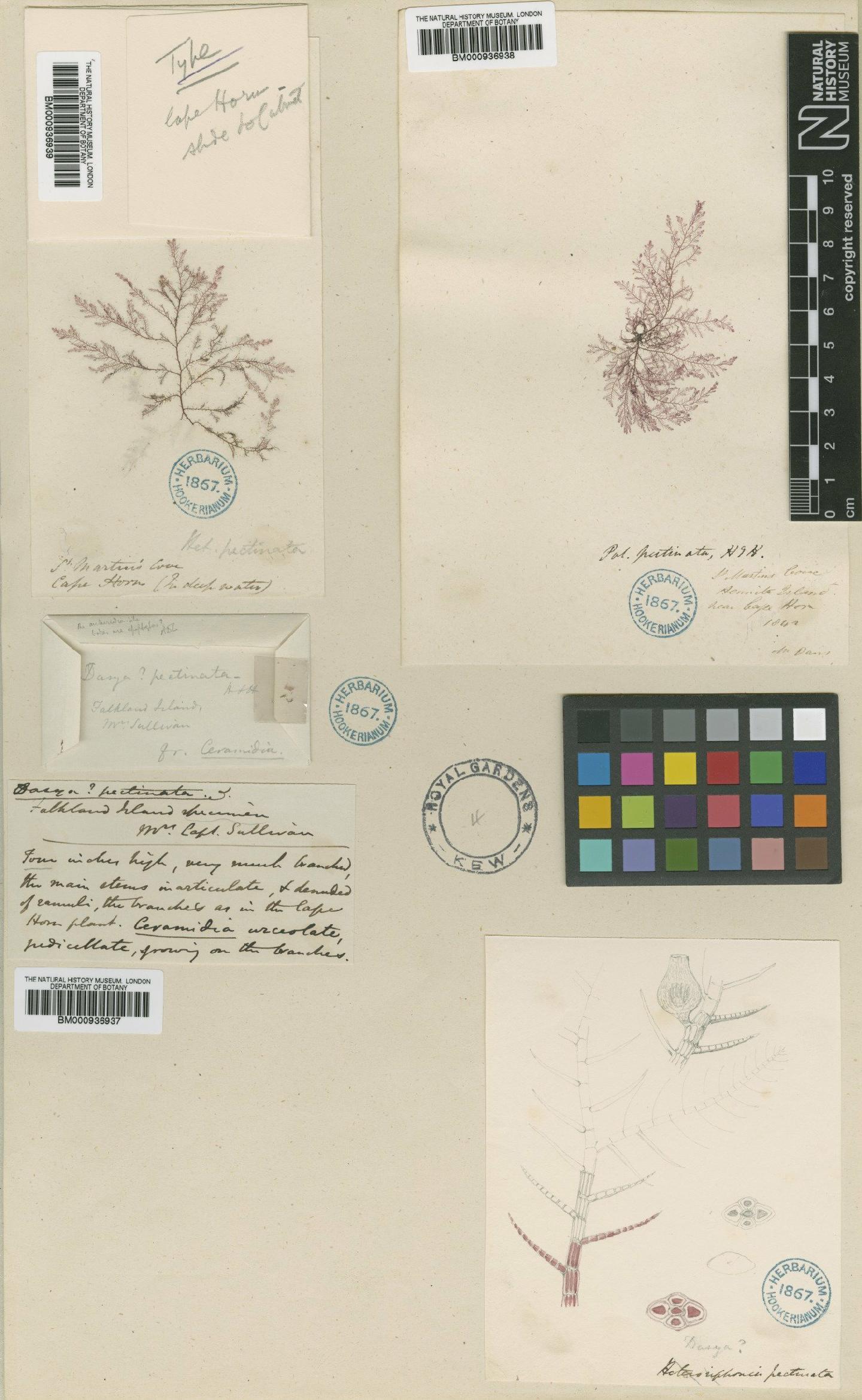 To NHMUK collection (Picconiella pectinata (Hook. & Harv.) De Toni; Syntype; NHMUK:ecatalogue:464858)