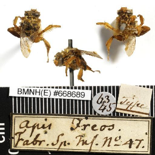 Apis ireos Pallas, 1773 - Apis_ireos-BMNH(E)#668689-type-habiti